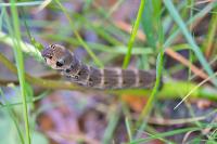 Deilephila elpenor