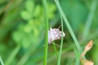 Elophila nymphaeata