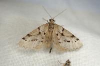 Eumannia oranaria