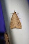 Udea ferrugalis