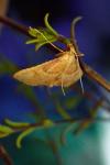 Endotricha flammealis