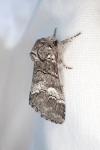Drymonia querna