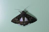 Aedia leucomelas