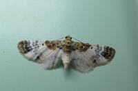 Eupithecia breviculata