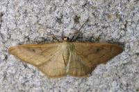 Idaea degeneraria