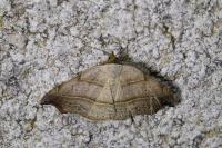 Laspeyria flexula