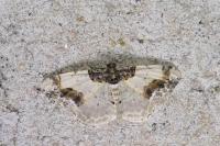 Ligdia adustata