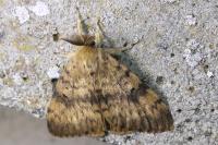 Lymantria dispar