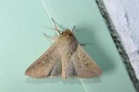Mythimna ferrago