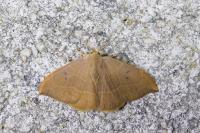 Watsonalla binaria