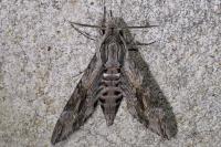 Agrius convolvuli