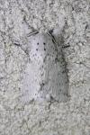 Cerura erminea