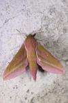 Deilephila elpenor