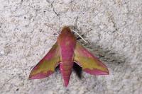 Deilephila porcellus