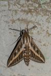 Hyles livornica