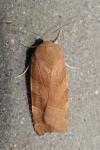 Noctua fimbriata