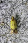 Agapeta zoegana