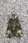 Craniophora ligustri