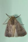 Hoplodrina ambigua
