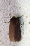 Phragmatobia fuliginosa