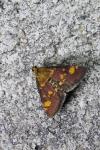 Pyrausta aurata