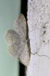 Scopula marginepunctata