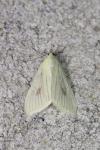 Sitochroa palealis