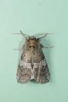 Tethea ocularis