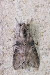 Cucullia absinthii