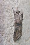Cucullia absinthii