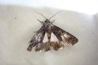 Catephia alchymista