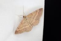 Scopula rubiginata