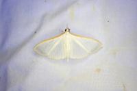 Palpita vitrealis