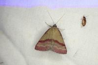 Phytometra viridaria