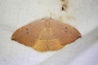 Watsonalla uncinula