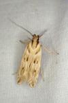 Stomopteryx detersella