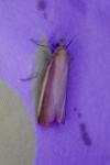 Oncocera semirubella