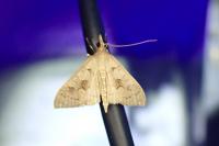 Mecyna asinalis