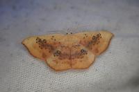 Cyclophora lennigiaria