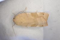 Noctua tirrenica