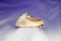 Ptilodon cucullina