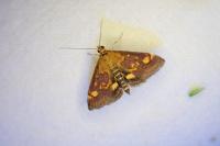 Pyrausta aurata