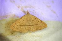 Paracolax tristalis