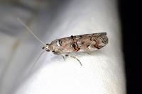 Pempelia palumbella