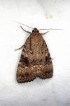 Amphipyra pyramidea