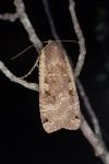 Noctua pronuba