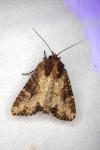 Apamea crenata