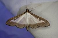 Cydalima perspectalis