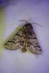 Thaumetopoea pityocampa