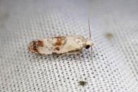 Cochylis hybridella